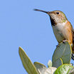 Allen's Hummingbird